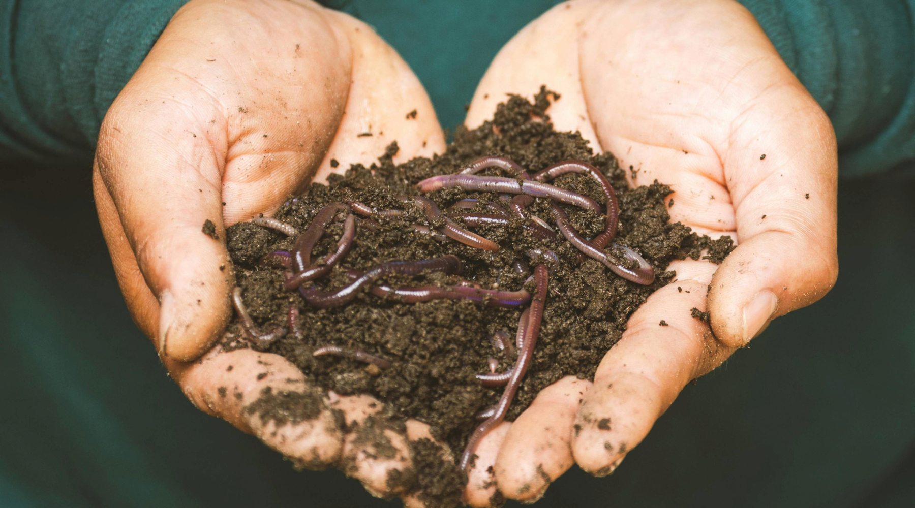 How to Begin Backyard Composting