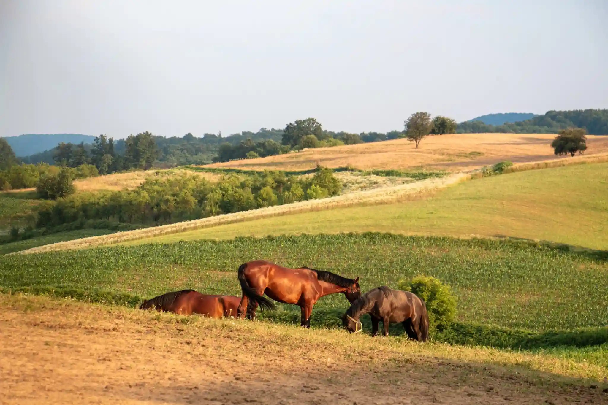 nature in bosnia